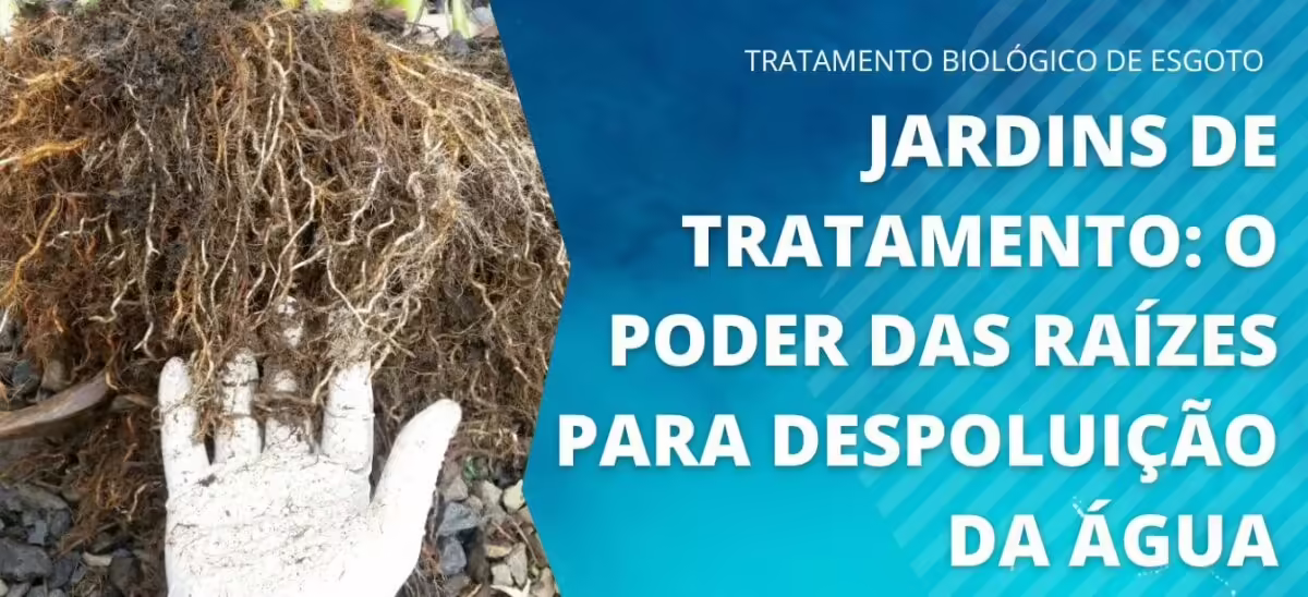 Jardins de tratamento o poder das raizes para despoluicao da agua ecocasa